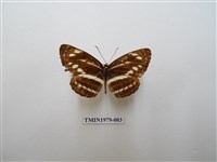 藏品(細帶環蛺蝶)的圖片